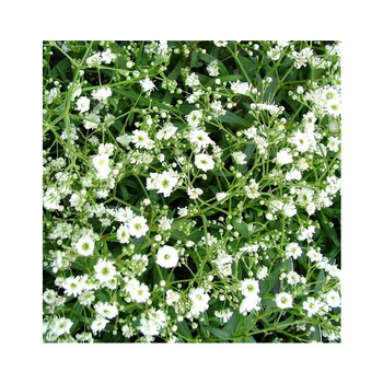 Visuel 1 du produit Gypsophile voile de Mariée - Le pot de 12 cm