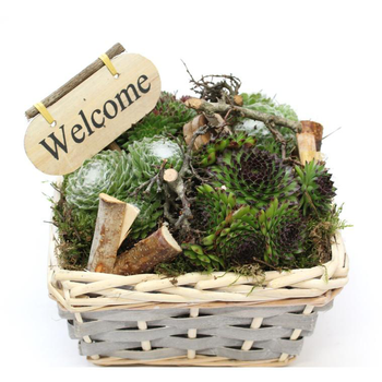 Visuel 1 du produit cuvier de plantes grasses - La composition