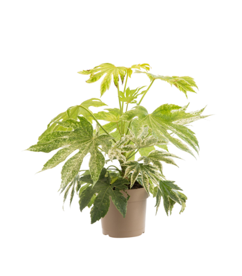 Visuel 1 du produit Fatsia Japonica Spider's Web. Le pot de 4 litres