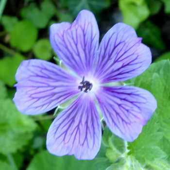 Visuel 1 du produit Geranium 'Rozanne'® - Le pot de 1,5 litres