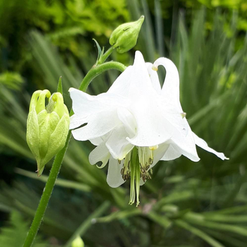 Visuel 1 du produit Aquilegia Caerulea Kristall (Blanc). Le pot de 9x9 cm
