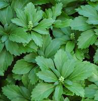 Visuel 1 du produit Pachysandra Terminalis - Le pot de 2 litres