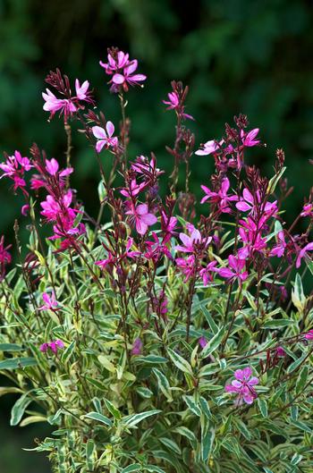 Visuel 1 du produit Gaura ‘Gambit Variegata Rose’ - Le pot de 2 litres