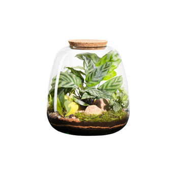 Visuel 1 du produit Terrarium autonome botanic® Moly Mix - Taille L Ø 23,5 cm H 25 cm