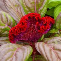 Visuel 1 du produit Célosie crête de coq - Le pot de 10.5 cm