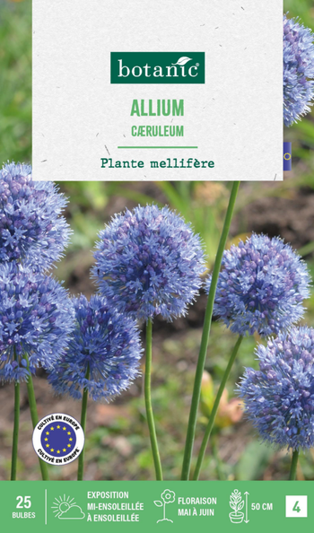 Visuel 1 du produit Allium caerulum botanic® - 25 bulbes