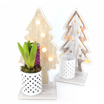 Visuel 1 du produit Jacinthe en pot déco. La composition de 18 cm