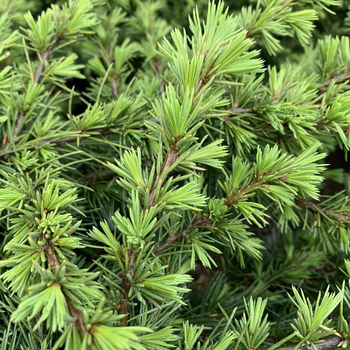 Visuel 1 du produit Cèdre du Liban vert. Le pot de 20 litres, 150/175 cm