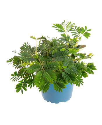 Visuel 1 du produit Sensitive (Mimosa pudique) vert. Le pot Ø 10 cm
