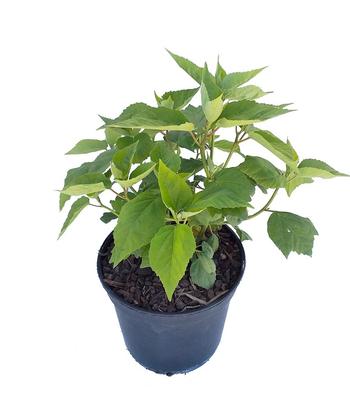 Visuel 1 du produit Hibiscus moscheutos rouge. Le pot de 5 litres