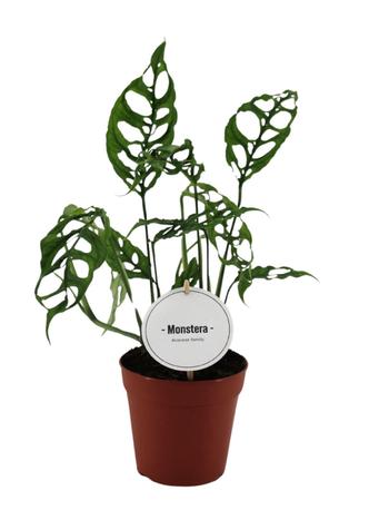 Visuel 1 du produit Monstera Obliqua Peru. Le pot de Ø 12 x H 15 cm