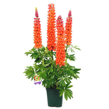 Visuel 1 du produit Lupin - Le pot de 2.5 litres