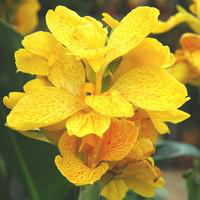 Visuel 1 du produit Canna dit Balisier - Le pot de 1 litre