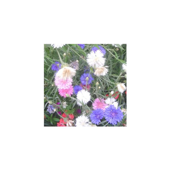 Visuel 1 du produit bleuet des champs - Le pot de 1 litre