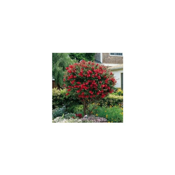 Visuel 1 du produit Callistemon Citrinus Splendens – Pot de 5L