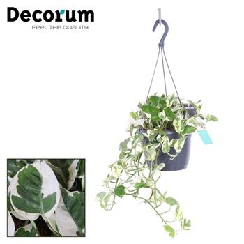 Visuel 1 du produit Pothos N’Joy. La suspension de Ø 18 x H 35 cm