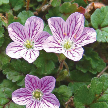 Visuel 1 du produit Erodium Bishop - Le pot de 9 x 9 cm