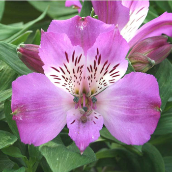 Visuel 1 du produit Alstroemère Pitchounes 'Lucas' - Le pot de 2 litres