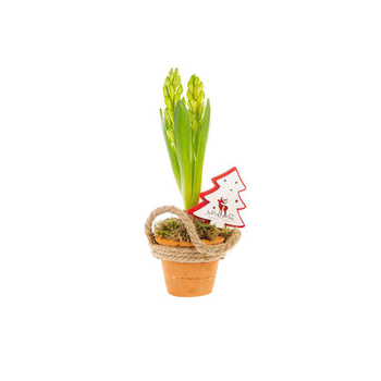 Visuel 1 du produit Jacinthe X1 Pot Terre Corde