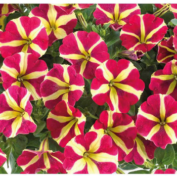 Visuel 1 du produit Pétunia retombant Amor - Le pot de 9 x 9 cm