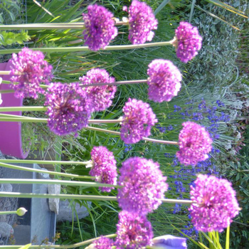 Visuel 1 du produit Allium Aflatunensepurple sensation - Le pot de 3 litres