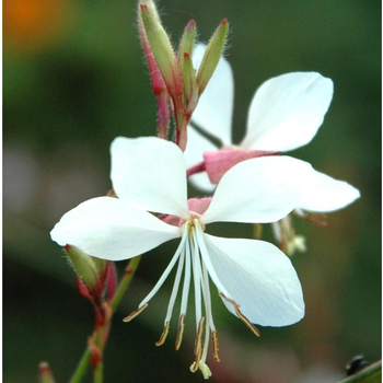 Visuel 1 du produit Gaura Lindheimeri - Le pot de 6 litres