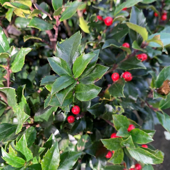 Visuel 1 du produit Houx (Ilex) Meserveae Blue Maid). Le pot de 75 litres