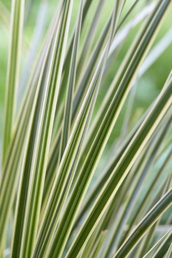 Visuel 1 du produit Lomandra longifolia White Sands. Le pot de 3,5 litres