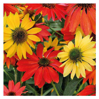 Visuel 1 du produit Rudbeckia Cheyenne Spirit varié - Le pot de 9 x 9 cm