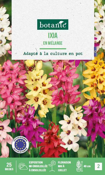 Visuel 1 du produit Ixia hybride en mélange botanic® - 25 bulbes