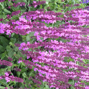 Visuel 1 du produit Sauge des bois ou Salvia Nemerosa Sensation compact Bright Rose. Le pot de 2 litres