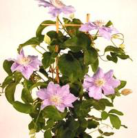 Visuel 1 du produit Clématite pour pots - Le pot de 2 litres