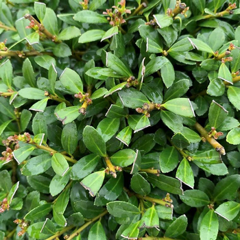 Visuel 1 du produit Houx (Ilex Crenata) Stokes boule 25/30. Le pot de 4,5 litres