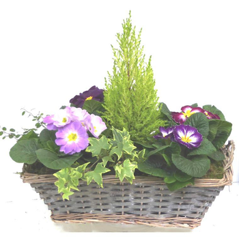 Visuel 1 du produit Jardinière variée coloris violet. La jardinière en osier de 40 cm