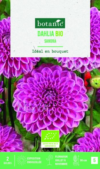 Visuel 1 du produit Bulbes de fleurs Dahlia décoratif Sandra bio botanic® - 2 bulbes