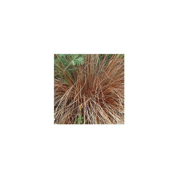 Visuel 1 du produit Carex Comans Bronze Form - Le pot de 2 litres