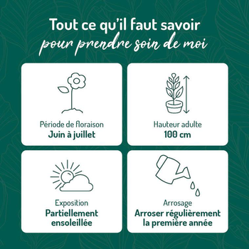 Visuel 1 du produit Phlox Maculata Rose - Le pot de 9 x 9 cm