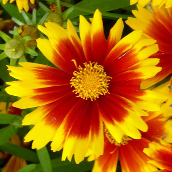 Visuel 1 du produit Coreopsis Uptick Gold & Bronze® - Le pot de 3 litres