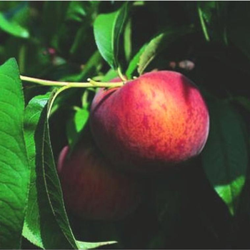 Visuel 1 du produit Pecher Dixired. Le pot de 10 litres forme gobelet