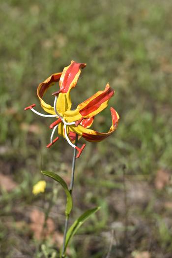 Visuel 1 du produit Lys de Malabar décoratif coloris multicolore en métal recyclé - 70 cm