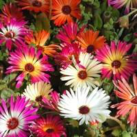 Visuel 1 du produit Ficoide - Le pot de 10,5 cm