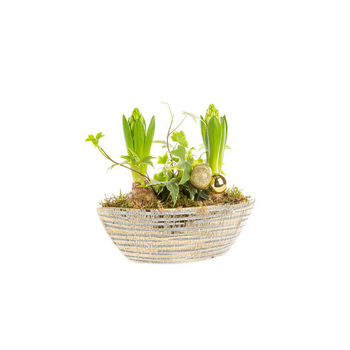 Visuel 1 du produit Jacinthe Hellebore Pagode Or