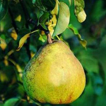 Visuel 1 du produit Poirier Doyenne Du Comice. Le pot de 10 litres forme gobelet