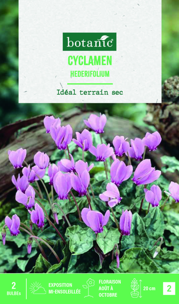 Visuel 1 du produit Bulbe de fleurs Cyclamen hederifolium botanic® - 2 bulbes