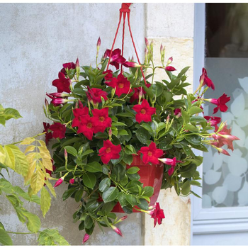 Visuel 1 du produit Dipladénia ou Mandevilla à fleurs multicolores - La suspension de 6 litres