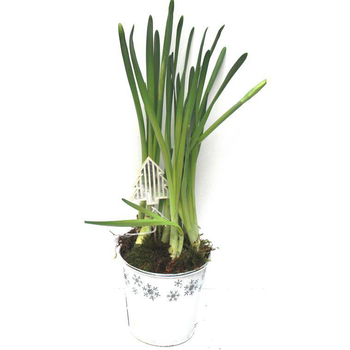 Visuel 1 du produit Narcisse - Pot zinc