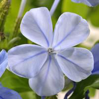 Visuel 1 du produit Dentelaire du Cap Tippi - Le pot de 3 litres