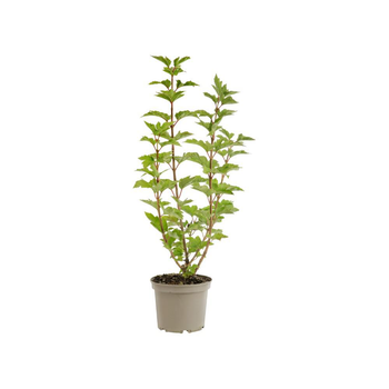 Visuel 1 du produit Viburnum opulus coloris vert – 3 L