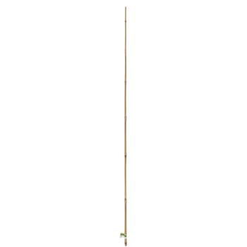Visuel 1 du produit Tuteur bambou naturel coloris beige H 1,80m x Ø 10-12 mm