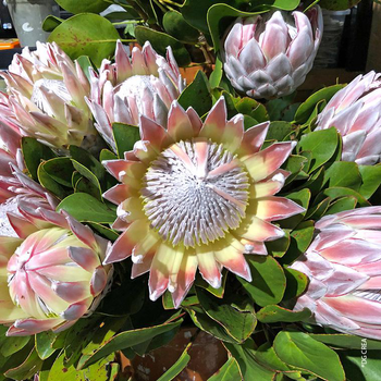 Visuel 1 du produit Protea - Le pot de 17 cm